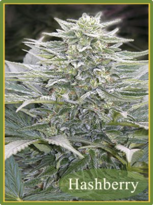 Семена Mandala Seeds Hashberry