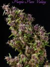 Purple Paro Valley (Феминизированные)