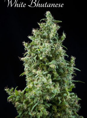 Семена Mandala Seeds White Bhutanese