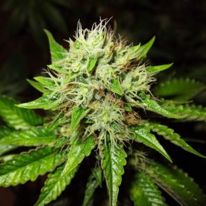 Семена Nirvana Seeds OG Kush (Автоцветущие феминизированные)