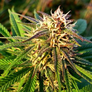Семена Nirvana Seeds Blue Mystic (Автоцветущие феминизированные)