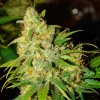 Bubblelicious (Автоцветущие феминизированные)