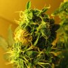 Northern Lights (Автоцветущие феминизированные)