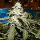 Nirvana Seeds Short Rider (Автоцветущие феминизированные)