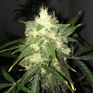 Семена Nirvana Seeds OG Kush