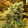 Sour Diesel (Феминизированные)