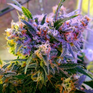 Семена Nirvana Seeds Aurora Indica