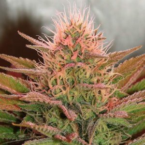 Семена Nirvana Seeds Bubblelicious (Обычные)