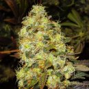 Nirvana Seeds Ice (Феминизированные)
