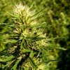 Super Skunk (Обычные)