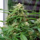 Nirvana Seeds White Rhino (Обычные)