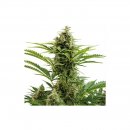 Buddha Seeds Vesta (Автоцветущие феминизированные)