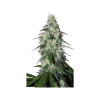 Pulsar (Феминизированные)
