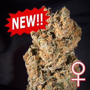 Семена KC Brains Space Mango <sup>®</sup> (Автоцветущие феминизированные)