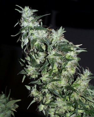 Семена KC Brains Haze Special <sup>®</sup> (Обычные)