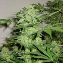 KC Brains Northern Light Special <sup>®</sup> (Обычные)