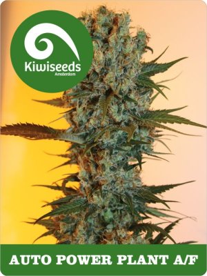 Семена Kiwi Seeds Auto Power Plant AF