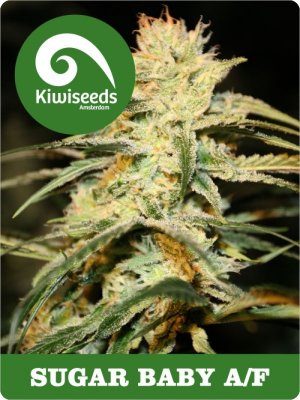 Семена Kiwi Seeds Sugar Baby AF