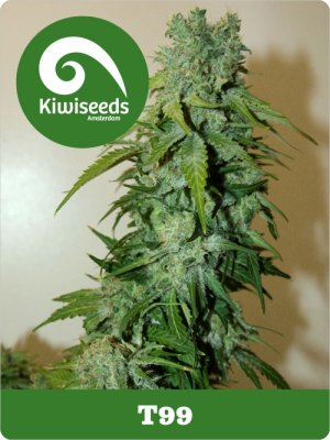 Семена Kiwi Seeds T99 (Феминизированные)