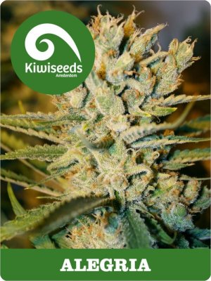 Семена Kiwi Seeds Alegria (Обычные)