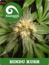 Kiwi Seeds Hindu Kush (Феминизированные)