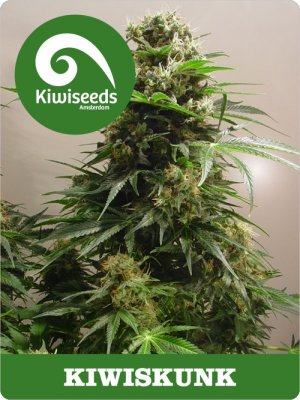 Семена Kiwi Seeds KiwiSkunk (Обычные)