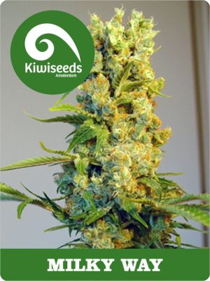 Семена Kiwi Seeds Milky Way (Феминизированные)