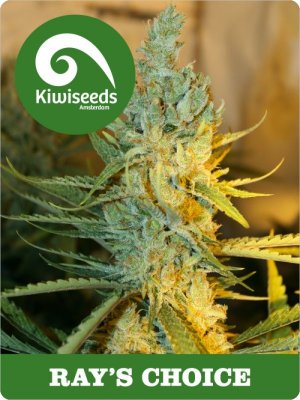 Семена Kiwi Seeds Rays’s Choice (Феминизированные)