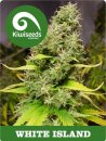 Kiwi Seeds White Island (Обычные)