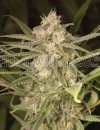 No Name Auto (Автоцветущие феминизированные)