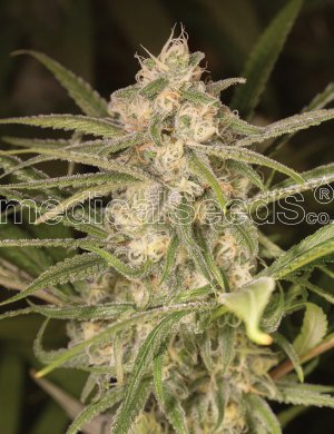 Семена Medical Seeds No Name Auto (Автоцветущие феминизированные)