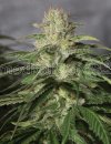 OG Kush CBD (Феминизированные)