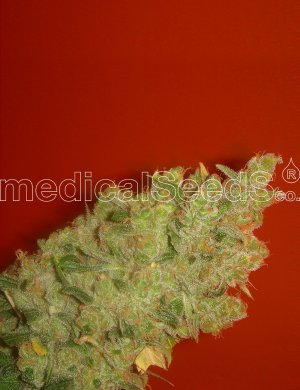 Семена Medical Seeds Jack La Mota (Феминизированные)