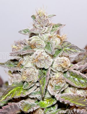 Семена Medical Seeds Mendocino Purple Kush (Феминизированные)