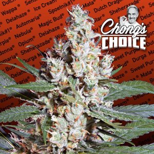 Семена Paradise Seeds L.A. Amnesia (Феминизированные)