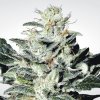 Sensi Star (Феминизированные)