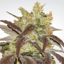 Paradise Seeds Spoetnik #1 (Феминизированные)