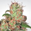 Auto Acid (Автоцветущие феминизированные)
