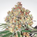 Paradise Seeds Auto Wappa (Автоцветущие феминизированные)