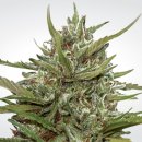 Paradise Seeds Auto Whiteberry (Автоцветущие феминизированные)