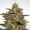 Original Cheese (IBL) (Феминизированные)