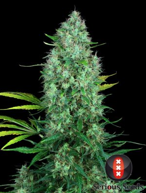 Семена Serious Seeds Serious 6 (Феминизированные)