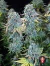 Serious Seeds Serious Happiness (Обычные)