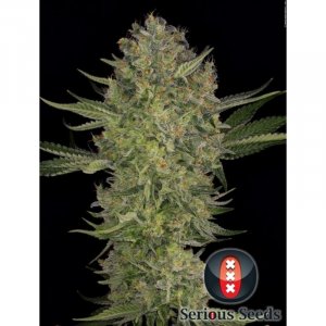 Семена Serious Seeds Serious Kush