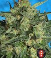 White Russian #1 (Автоцветущие феминизированные)