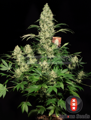 Семена Serious Seeds AK-47