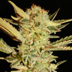 Семена Serious Seeds Bubble Gum