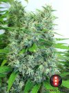 Kali Mist (Обычные)