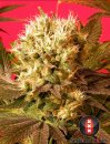Serious Seeds Motavation (Феминизированные)