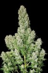 White Russian (Обычные)
